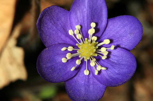 Hepatica nobilis / Erba trinit